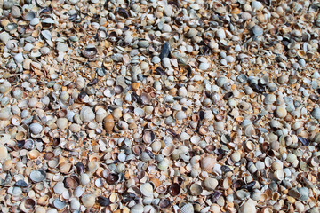 Shells of many types and sizes on shelling beaches, seashells background	