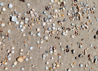 Shells of many types on sandy beaches, seashells background	