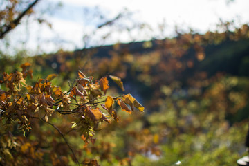 Close up of orange leaves on a branch in autumn with defocused background