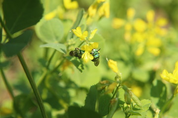 Insect on yellow Fenugreek flowers.