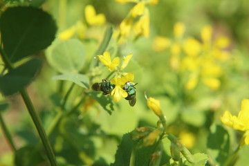 Insect on yellow Fenugreek flowers.