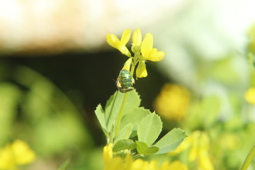 Insect on yellow Fenugreek flowers.