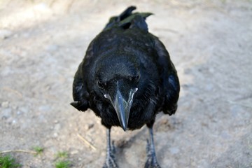 a crow sitting down
