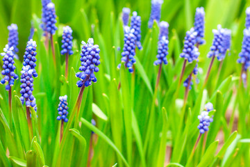 Obraz premium Grape hyacinth (Muscari armeniacum) in spring