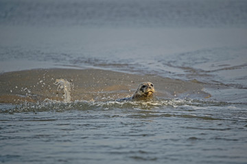 Fototapeta premium Phoque veau marin