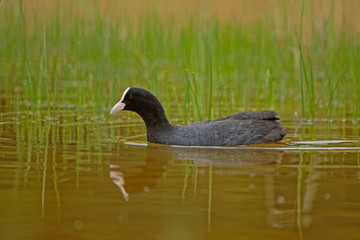 Foulque macroule