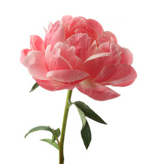 beautiful pink peony flower isolated on white background