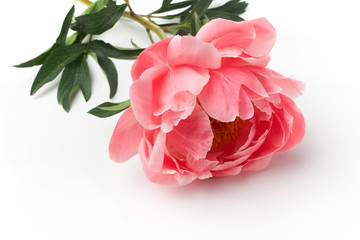 Pink peony on white background. Birthday, Mother's, Valentines, Women's Wedding Day concept. Greeting card.