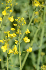View into a rapeseed field, with focus on a single plant.