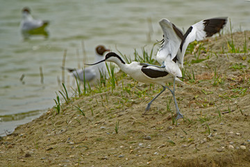 Avocettes élégantes