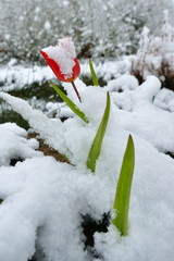 Close-up of a red tulip blossom covered in snow