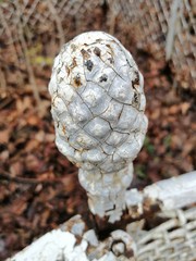  decorative element of the old fence