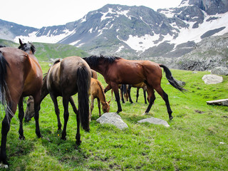 Fototapeta na wymiar Horses. Beautiful view landscape mountains, Georgia. - Image