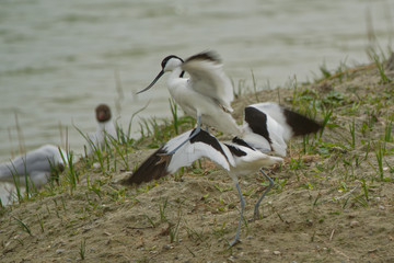 Avocette élégante