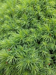 buds and leaves of trees, flowers, plants. Conifers, cones, leaves