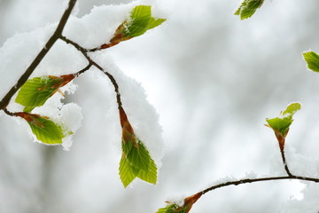 Young beech leaves covered in snow