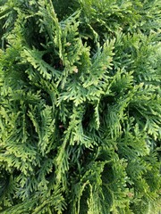 buds and leaves of trees, flowers, plants. Conifers, cones, leaves