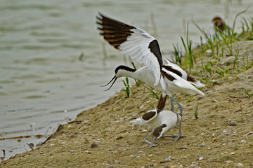 Avocette élégante