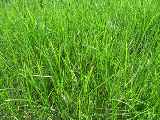 Texture of young juicy green grass on the lawn. Bright grass pattern in spring sunny day
