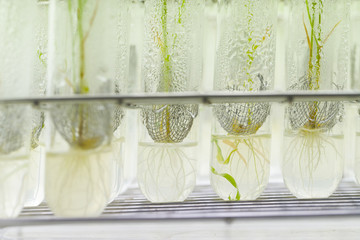 View of the small plants in test tubes at laboratory