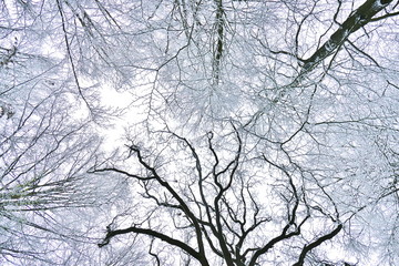 Frog's view of tree treetops covered in snow