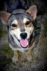 a half breed dog head