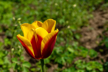 Colorful tulips in natural environment