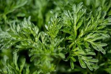 Wermut Heilpflanze mit Bitterstoffen, graugrün gefärbte Blätter im Frühling