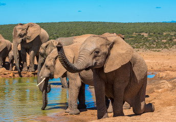 Fototapeta na wymiar Elephant’s herd at water hole, South Africa