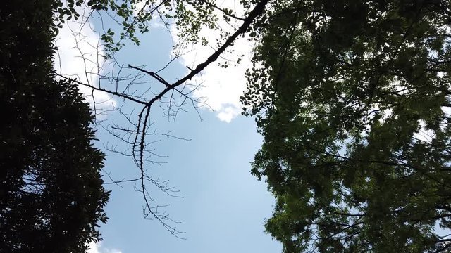 Looking up the Trees and Leaves 