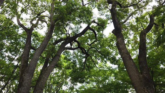 Looking up the Trees and Leaves 