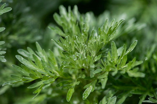 dreifach fiederspaltige graug&uuml;ne Bl&auml;tter des Echten Wermut im Fr&uuml;hling