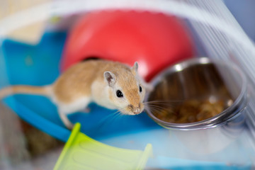 The red domestic mouse gerbil sits in the cage near a feeding trough with food - obrazy, fototapety, plakaty