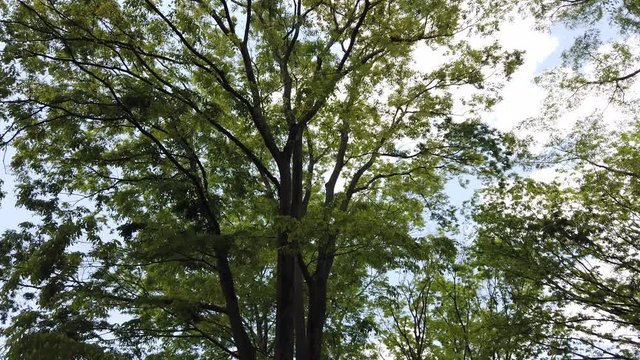 Looking up the Trees and Leaves 
