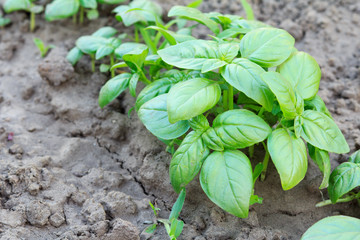 Close up plants of basil on the garden bed.