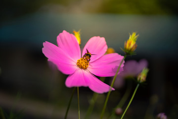 The bee are eating the Nectar from pollen comes flower