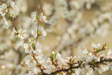Thick white-pink flowers branch of cherry blossoms on a spring day. Great spring background