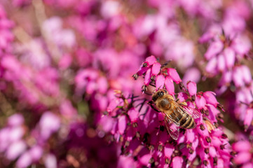 Flowers Spring Heath forest Erica carnea