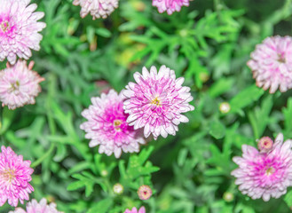Obraz premium Pink Daisies.
