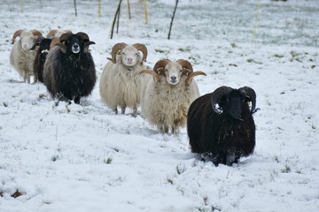 Flock of sheep on snowy ground approaching camera