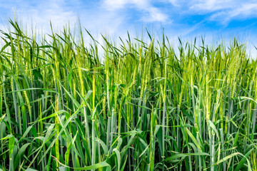 Green wheat field and sky