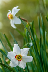 Naklejka na ściany i meble White narcissus daffodil flower on sunshine and blur background