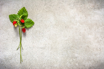 Fresh plant with berries of wild strawberries, forest wild strawberry, top view