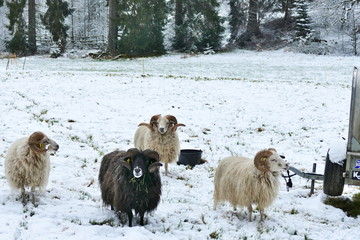 Naklejka premium Flock of sheep on snowy ground approaching camera