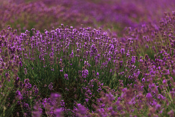 Obraz premium Lavender field in Provence, Blooming Violet fragrant lavender flowers. Growing Lavender swaying on wind over sunset sky,