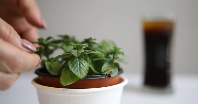Hands picking up peppermint leaf and putting it in glass cup with iced coffee 