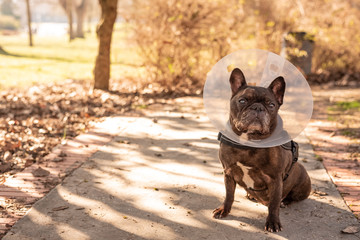 Old french Bulldog with vet plastic Elizabethan collar sitting on the street