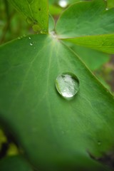 water drops on leafs