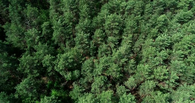 Aerial view of the pines from a bird's flight. Flying over the pine forest