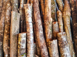 Chunks of beech wood stacked,